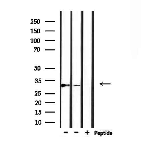 MARCH1 Antibody