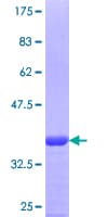Human CXCR3 Protein (Recombinant GST, N-terminus)