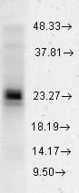 IHC-plus™ HSPB1 / HSP27 Antibody