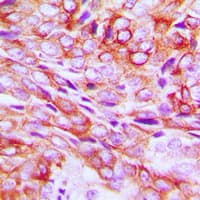 TMBIM1 Antibody (C-Terminus)