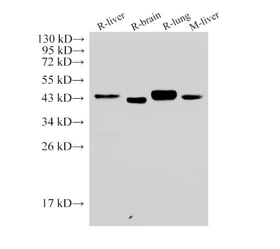 Polyclonal Rabbit anti-Mouse CD38 Antibody (IHC, WB)
