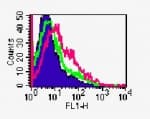 Monoclonal Rat anti-Mouse TNFRSF18 / GITR Antibody (clone DTA-1)