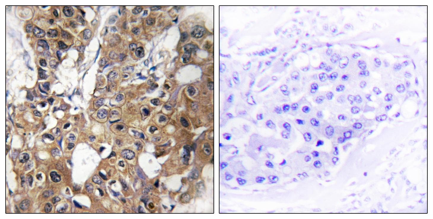 Polyclonal Rabbit anti-Human CD9 Antibody (IHC, IF, WB)