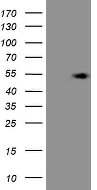 KCTD9 Antibody (aa1-223, clone OTI3A2)