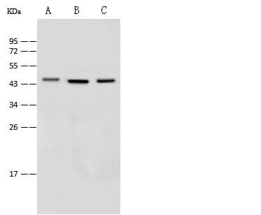 CXCR1 Antibody (Preservative Free)