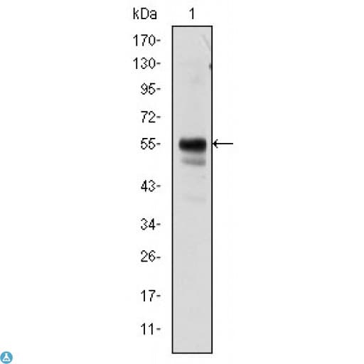 AML1 / RUNX1 Antibody