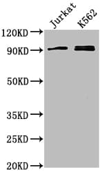 MARK2 Antibody