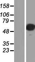 TFAP2A / AP-2 Protein (Over-Expression Lysate Myc-DDK (Flag))
