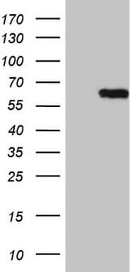CEP63 Antibody (clone OTI2H2)