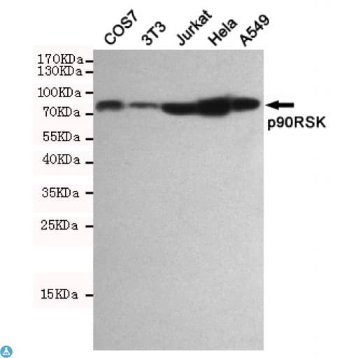 p90RSK Antibody