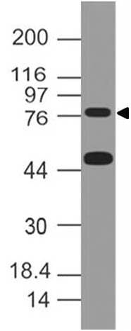 Monoclonal Mouse anti-Mouse IKBKE / IKKI / IKKE Antibody (IHC, WB)