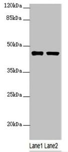 SH3GL1 / EEN Antibody