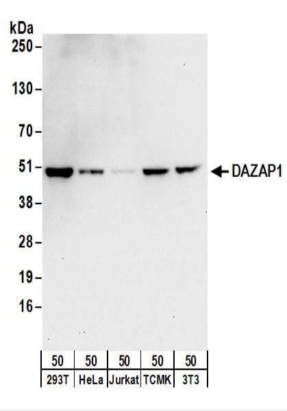 IHC-plus™ DAZAP1 Antibody (aa357-407)