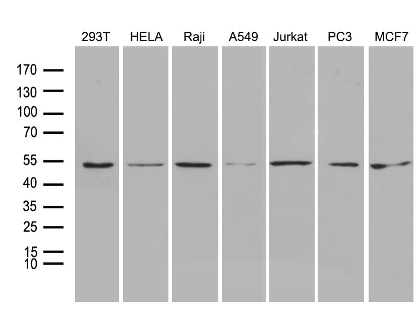 Monoclonal Mouse anti-Human BAG5 Antibody (clone OTI4E12, WB)