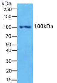 NFKB2 Antibody (aa38-343, PE)