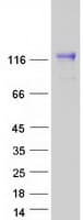 Human NLGN4X / KIAA1260 Protein (Recombinant Myc-DDK (Flag))
