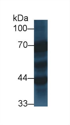 SYT1 / Synaptotagmin Antibody (aa136-422, PE)