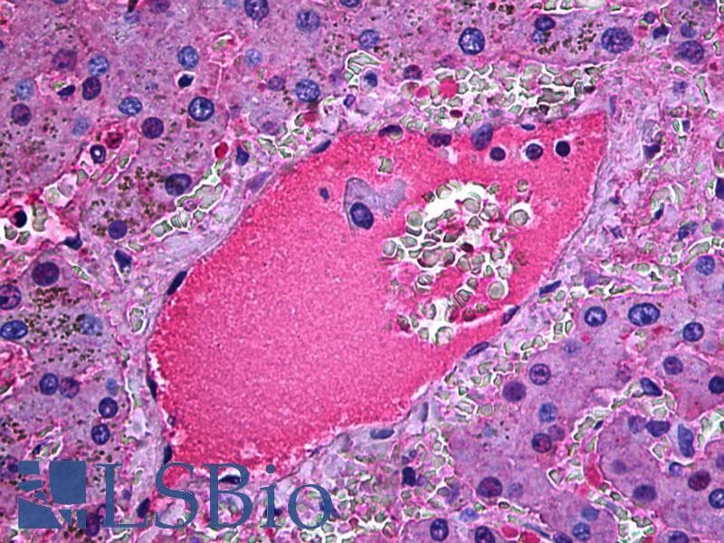 IHC-plus™ HP / Haptoglobin Antibody