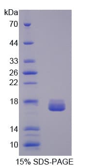 Pig LGALS2 / Galectin 2 Protein (Recombinant His)