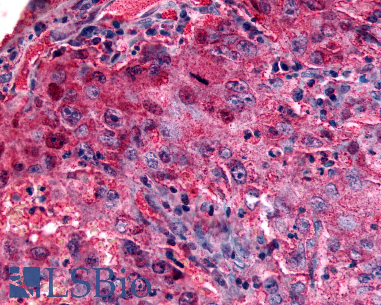 PathPlus™ GPR27 Antibody (C-Terminus)