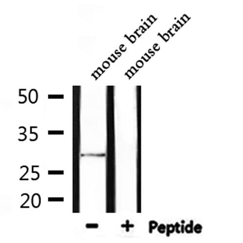 SENP8 Antibody