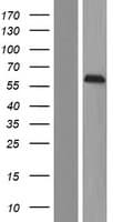 Human C14orf118 Protein (Over-Expression Lysate Myc-DDK (Flag))