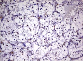CDCA7L Antibody (aa1-337, clone OTI3B5, Carrier-free)