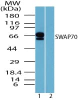 IHC-plus™ SWAP70 Antibody (aa1-50)
