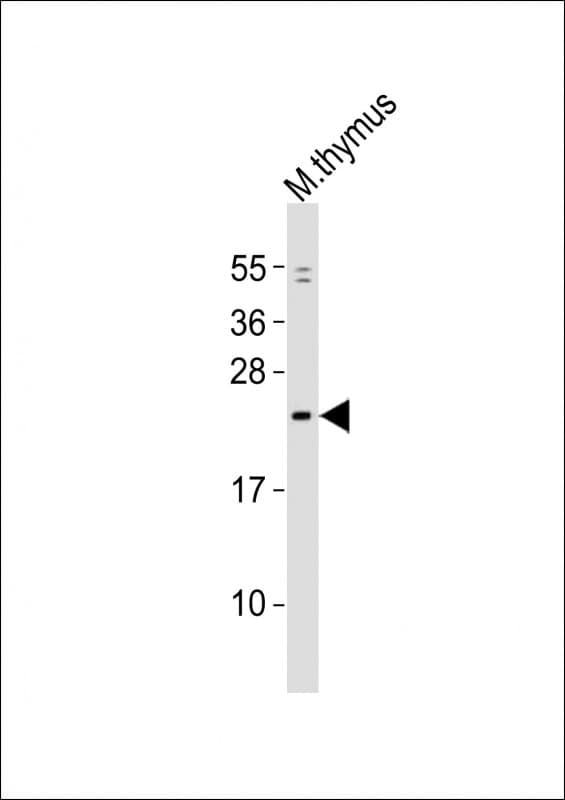 GINS1 / PSF1 Antibody (aa152-186)