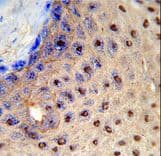 PAX3 Antibody (aa98-126)