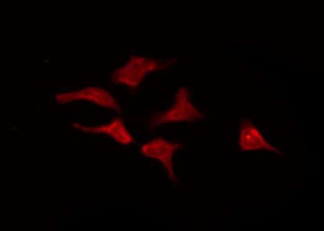 KCNF1 / KCNF Antibody