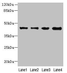Polyclonal Rabbit anti-Human KCTD9 Antibody (WB)