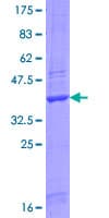 Human ENDOU Protein (Recombinant GST, N-terminus)