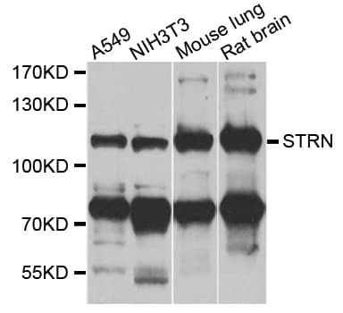 STRN / Striatin Antibody