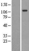 CNTN4 Protein (Over-Expression Lysate Myc-DDK (Flag))