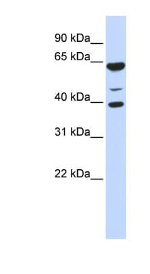 ZNF764 Antibody (N-Terminus)