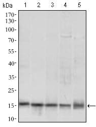 Monoclonal Mouse anti-Human MRPL42 / MRPS32 Antibody (clone 3H6H2, aa10-142, IHC, WB)