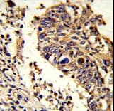 Luc7 / LUC7L Antibody (aa308-336)