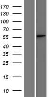SPATS2 Protein (Over-Expression Lysate Myc-DDK (Flag))