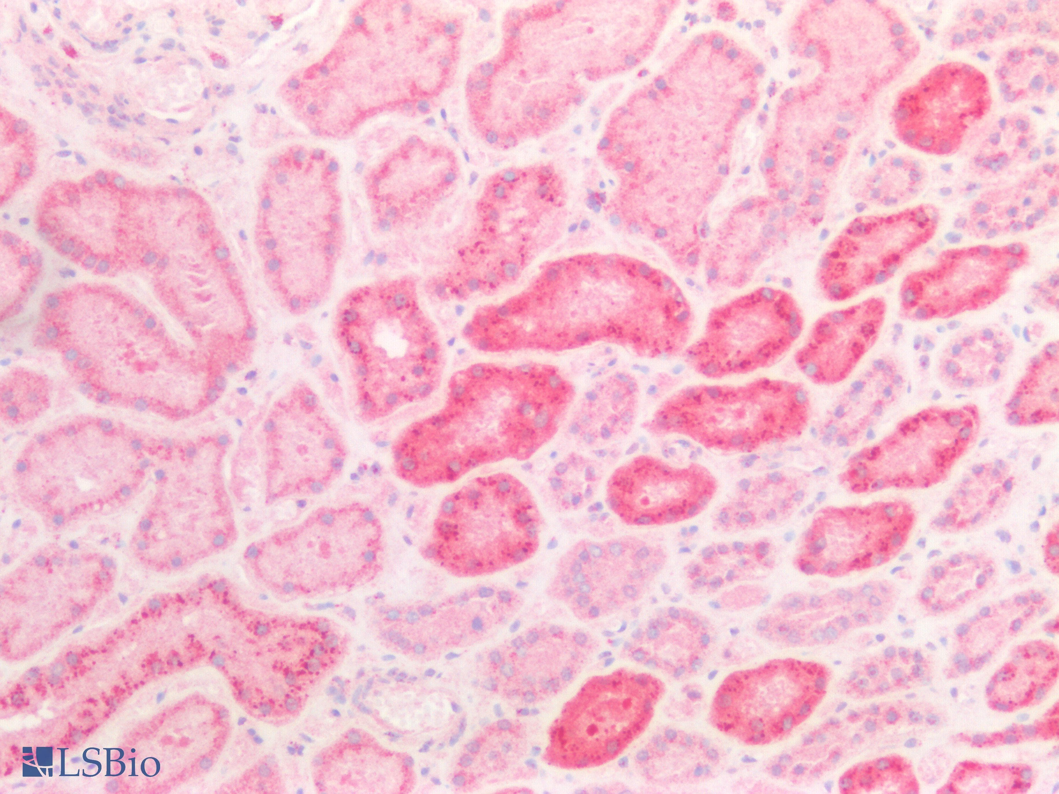 NAGLU Antibody (aa485-743)