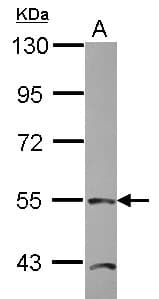 TEAD4 Antibody (aa1-260)