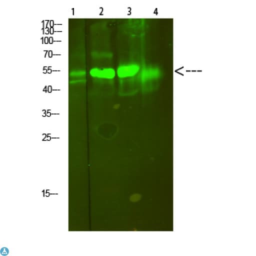 ATP6AP1 Antibody
