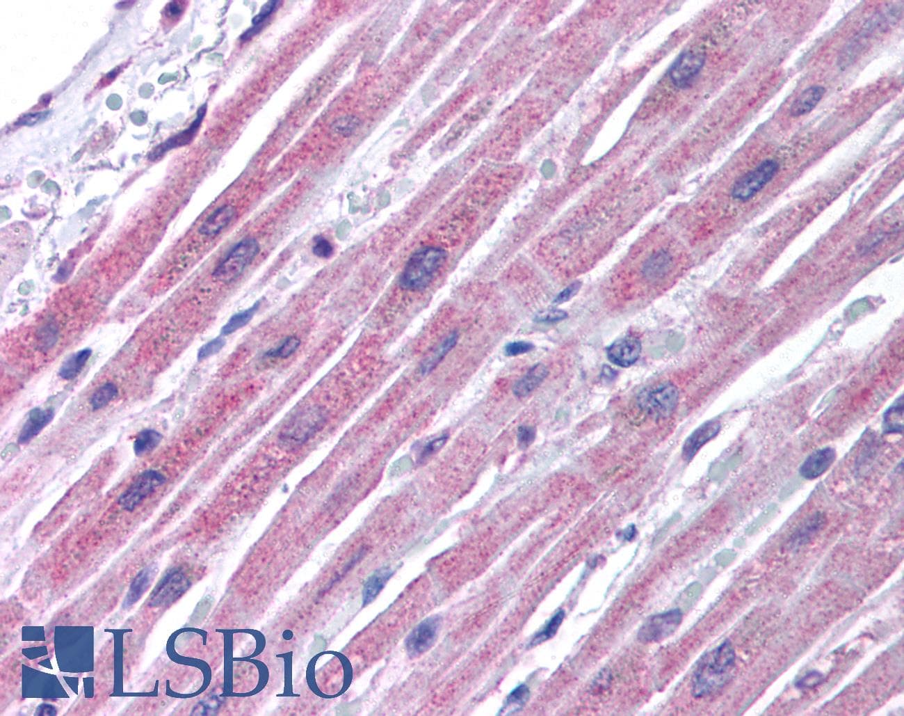 GJA5 / CX40 / Connexin 40 Antibody (aa86-135)
