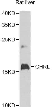 GHRL / Ghrelin Preproprotein Antibody