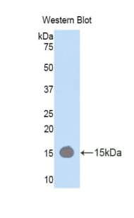RIP1 / RALBP1 Antibody (aa381-470)