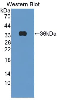 APBB3 Antibody (aa14-302, FITC)