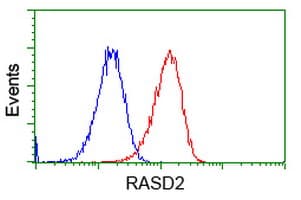 RASD2 Antibody (clone OTI1G1)