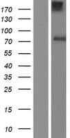 AGO3 / EIF2C3 Protein (Over-Expression Lysate Myc-DDK (Flag))