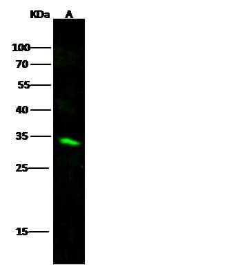 CDK4 Antibody (Preservative Free)