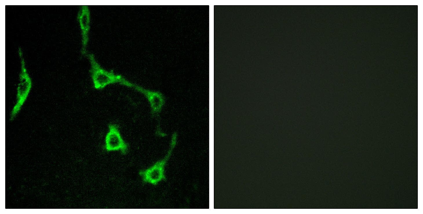 CDH10 / Cadherin 10 Antibody